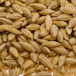 Barley Grain