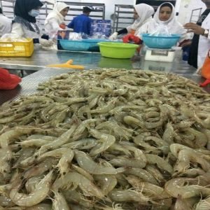 Shrimp