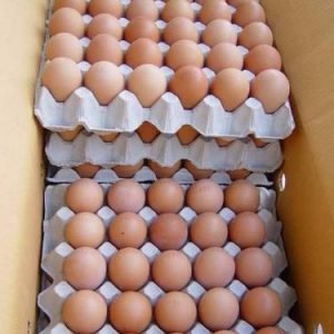 Eggs & Egg Powder