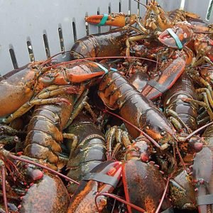 Spiny Lobster