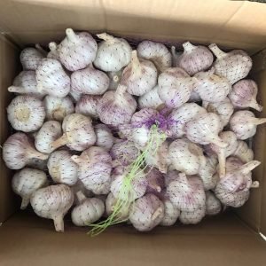 Garlic