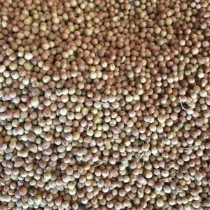 Coriander