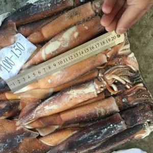 Squid