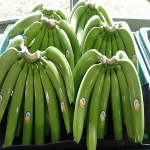 Cavendish Banana