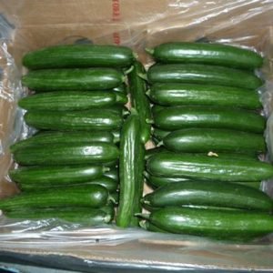 Fresh Cucumber