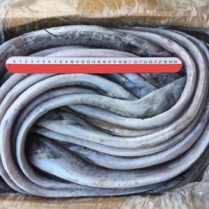 Ribbon Fish