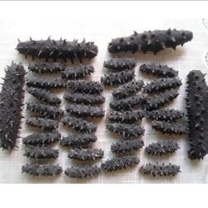 Dried Sea Cucumber