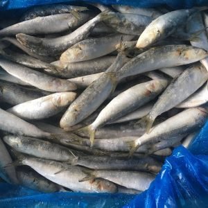 Sardine