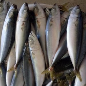Frozen Mackerel