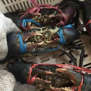 Mud Crab & King Crab