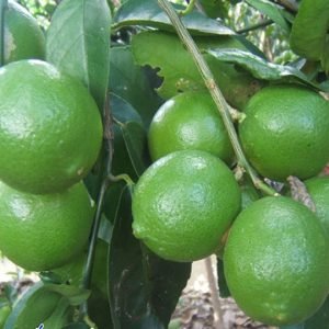 Limes