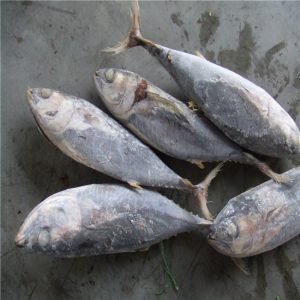 Frozen Yellowfin Tuna