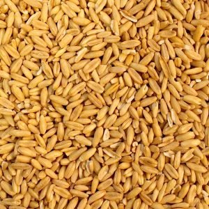 Oat