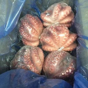 Octopus
