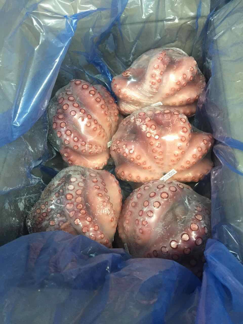 Octopus