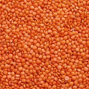 Lentil