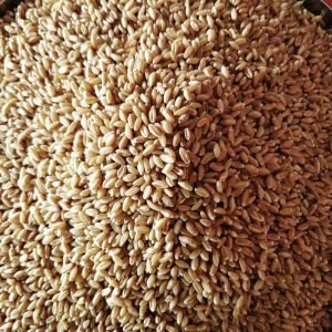 Wheat