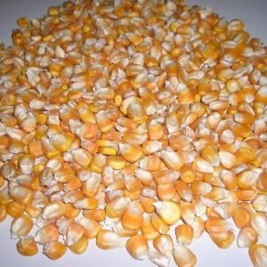 Yellow & White Corn