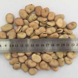 Fava Beans